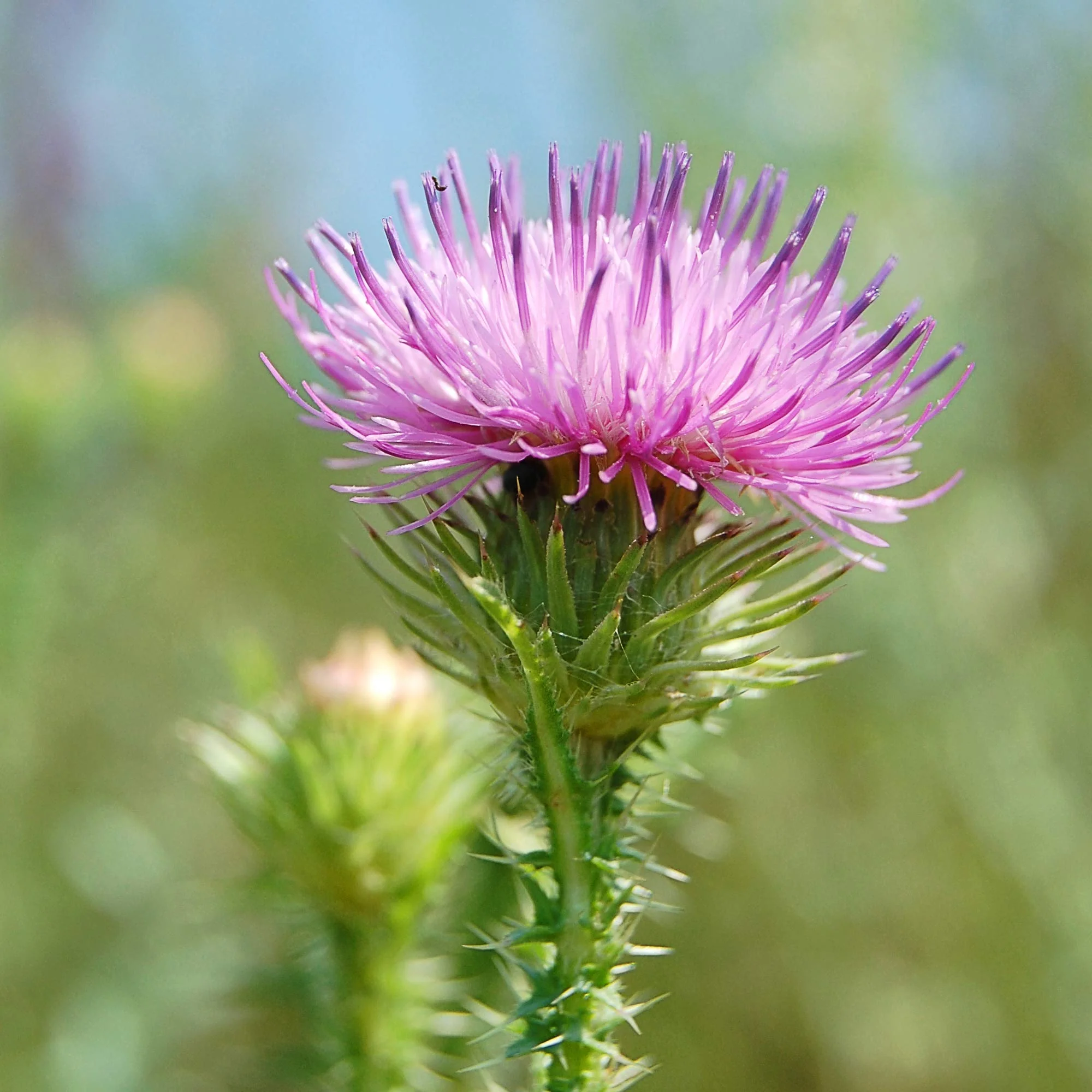 New Nordic - Active Liver (30tab) - Image 7